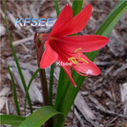10usd Prodgf 10Pcs A Set Zephyranthes Flower Bulb