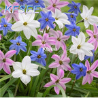 10usd Prodgf 10Pcs A Set Zephyranthes Flower Bulb