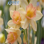10usd Prodgf 5Pcs A Set Narcissus Flower Bulb