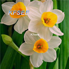 10usd Prodgf 5Pcs A Set Narcissus Flower Bulb