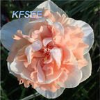 10usd Prodgf 5Pcs A Set Narcissus Flower Bulb