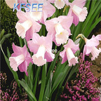 10usd Prodgf 5Pcs A Set Narcissus Flower Bulb