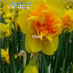 10usd Prodgf 5Pcs A Set Narcissus Flower Bulb