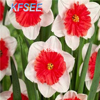 10usd Prodgf 5Pcs A Set Narcissus Flower Bulb