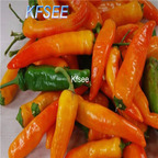 10usd Prodgf 3000Pcs A Set Tequila Sunrise Pepper Seed