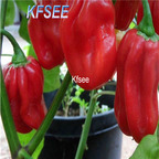 10usd Prodgf 3000Pcs A Set Habanero Pepper Seed