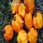 10usd Prodgf 3000Pcs A Set yellow 7 pot Pepper Seed
