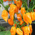 10usd Prodgf 3000Pcs A Set bhut jolokia Pepper Seed