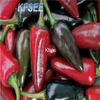 10usd Prodgf 3000Pcs A Set black hungarian Pepper Seed