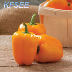 10usd Prodgf 3000Pcs A Set mini bell Pepper Seed