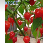 10usd Prodgf 3000Pcs A Set Brazilian Biquinho Pepper Seed