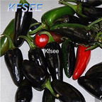 10usd Prodgf 3000Pcs A Set purple jalapeno Pepper Seed