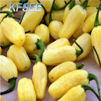 10usd Prodgf 3000Pcs A Set white habanero Pepper Seed