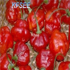 10usd Prodgf 3000Pcs A Set rocotillo Pepper Seed