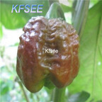 10usd Prodgf 3000Pcs A Set Chocolate Brain Pepper Seed