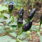 10usd Prodgf 3000Pcs A Set black pequin Chilli Pepper Seed
