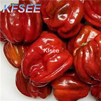 10usd Prodgf 3000Pcs A Set Antep Aci Dolma Pepper Seed