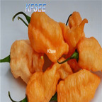 10usd Prodgf 3000Pcs A Set peach ghost Pepper Seed