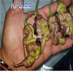 10usd Prodgf 3000Pcs A Set Testenera chocolate Pepper Seed