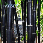 10usd Prodgf 2000Pcs A Set timor black Phyllostachys Bamboo Seed