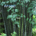 10usd Prodgf 2000Pcs A Set dendrocalamus membranaceus Bamboo Seed