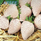 10usd Prodgf 5000Pcs A Set white Strawberry Fruit Seed