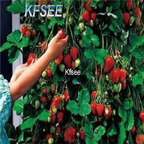 10usd Prodgf 5000Pcs A Set Climbing Strawberry Fruit Seed