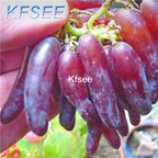 10usd Prodgf 2000Pcs A Set Finger Grape Fruit Seed