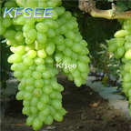 10usd Prodgf 2000Pcs A Set Green Grape Fruit Seed