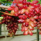 10usd Prodgf 2000Pcs A Set rose red Grape Fruit Seed