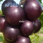 10usd Prodgf 2000Pcs A Set Jumbo black Grape Fruit Seed