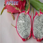 10usd Prodgf 300Pcs A Set Hylocereus undatus Dragon Fruit Seed