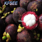 10usd Prodgf 5Pcs A Set Mangosteen Fruit Seed