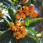 10usd Prodgf 5Pcs A Set Loquat Fruit Seed