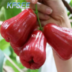 10usd Prodgf 5Pcs A Set Syzygium samarangense Fruit Seed