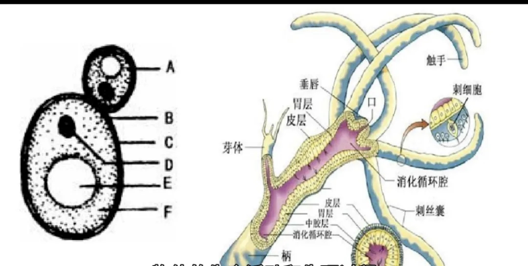 潜意识与条件反射：在天才与常人演奏动作形成中的应用