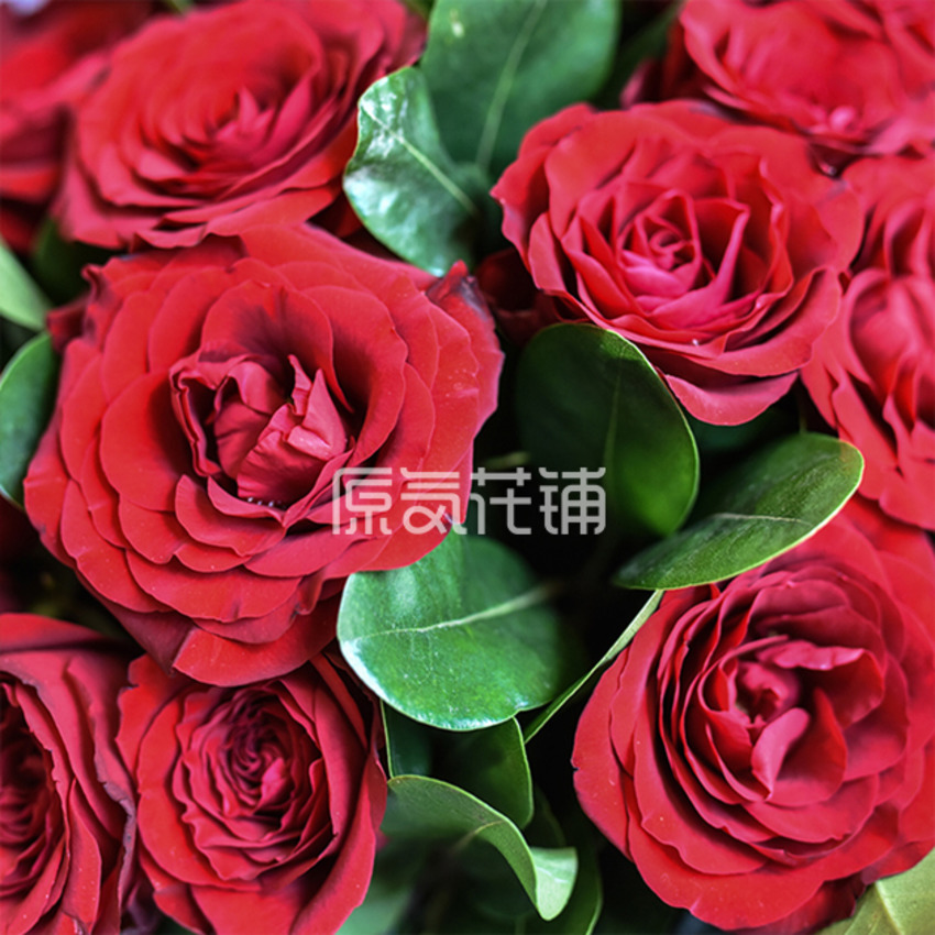 原气花铺-花店-上海-北京The Rose--纯色玫瑰花束-3