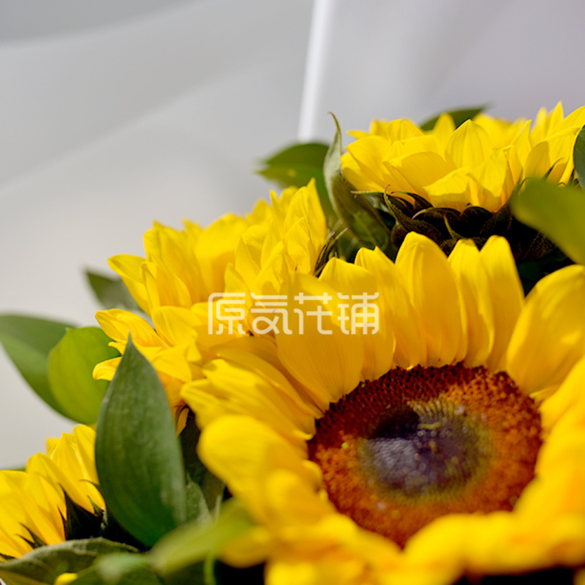 原气花铺-花店-上海-北京守护--向日葵花束-2