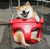 大头柴