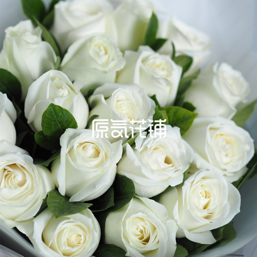 原气花铺-花店-上海-北京北极星--纯色玫瑰花束-4