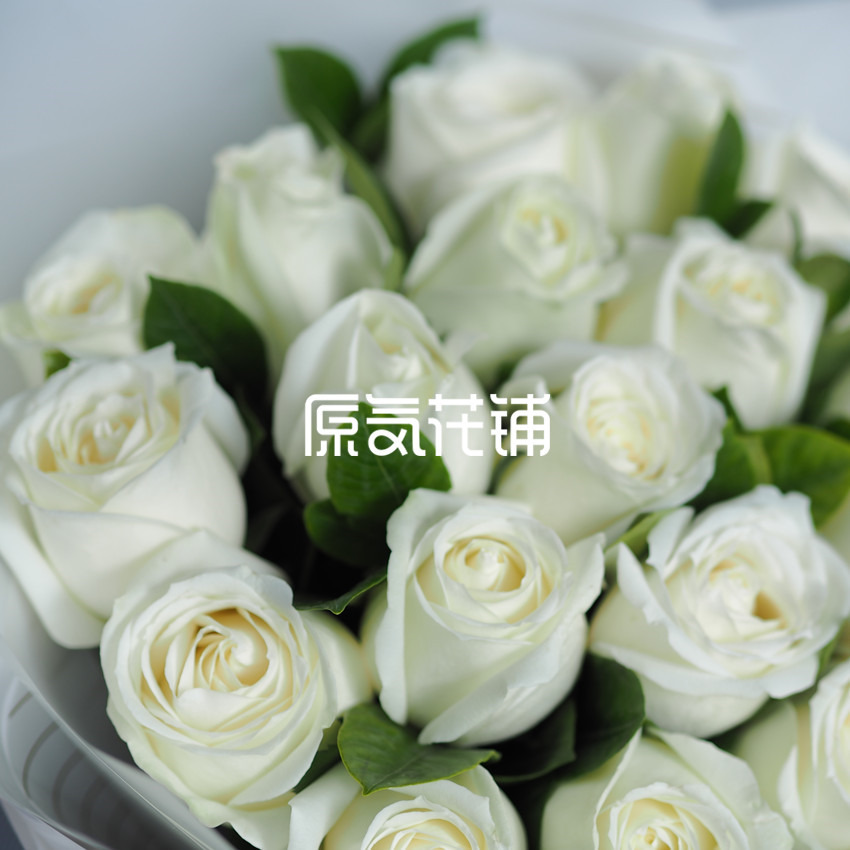 原气花铺-花店-上海-北京北极星--纯色玫瑰花束-3