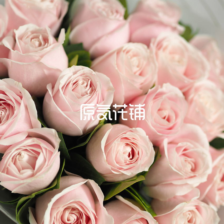 原气花铺-花店-上海-北京纯情--纯色玫瑰花束-3