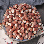 15usd Ngryise 300gram   Euryale ferox zhongyao