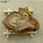 15usd Ngryise 300gram Cibotium barometz zhongyao