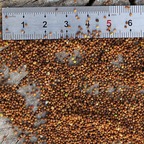 16usd Ngryise 3000pcs a set Cuscuta chinensis seed