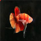 colorful 30usd Ngryise Beautiful Fighting Fish