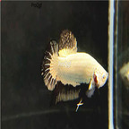 champagne 30usd Ngryise Beautiful Fighting Fish