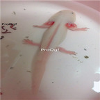 50usd white Ngryise 2pcs  Axolotl fish