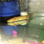 230usd gold Ngryise 2pcs  Axolotl fish