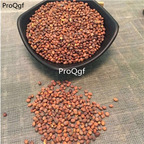 15usd 5000pcs ngryise Raphanus sativus seed
